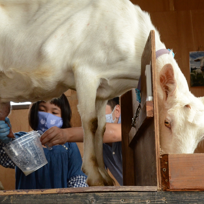 ヤギの乳搾り体験　Goat milking experience