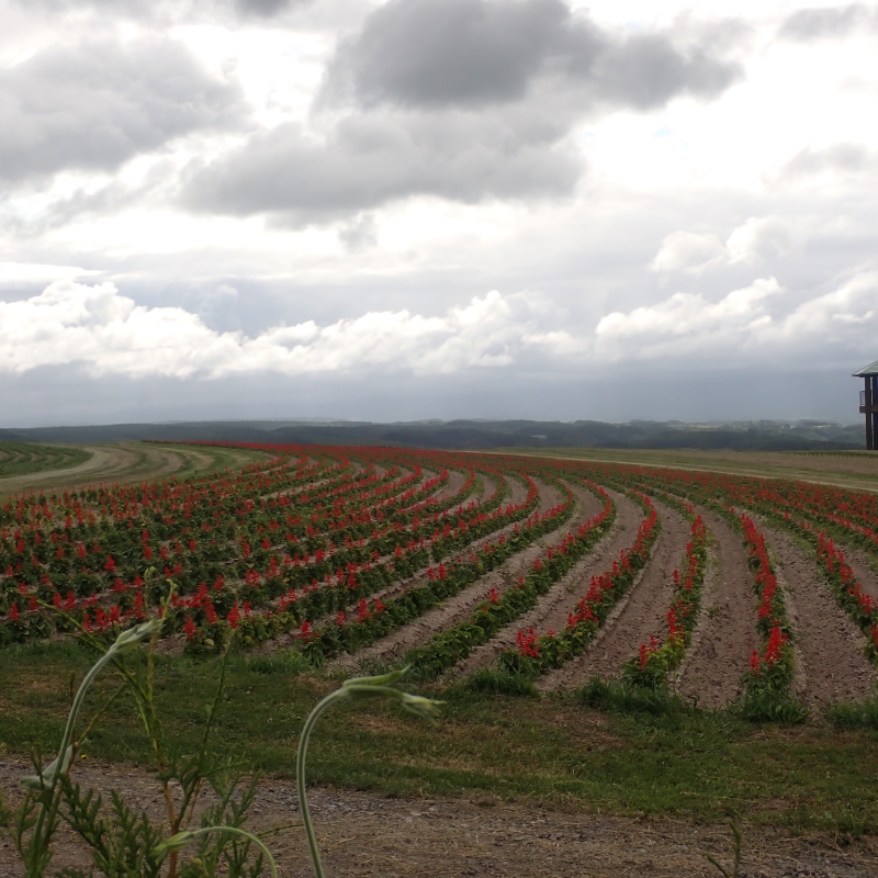 Flowerland Kamifurano