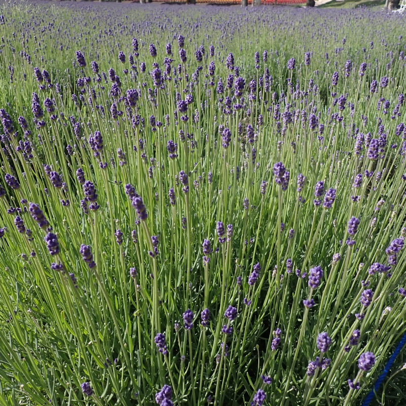 Lavender officially blooming