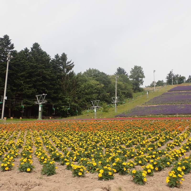 Note chairlift in background.