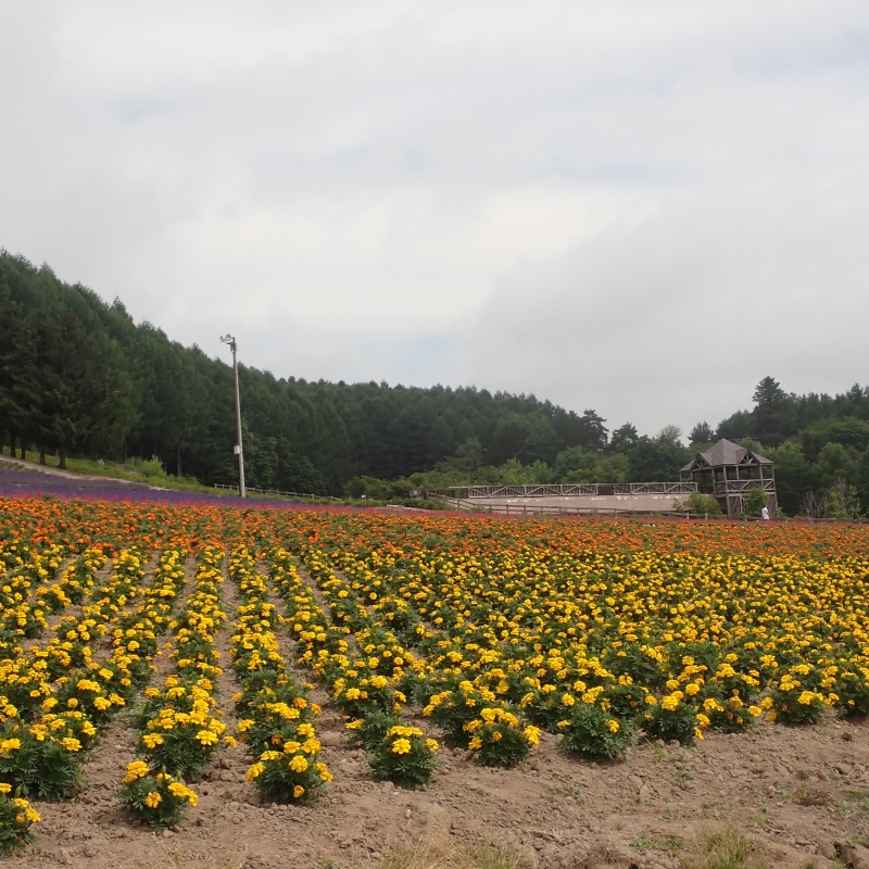 Lavender & flowers on the ski slopes