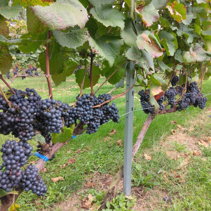 Grapes ready to harvest