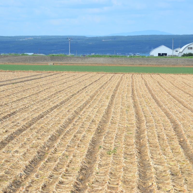 Onion field ready to harvest