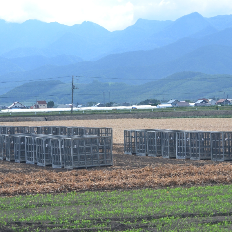 Empty onion crates