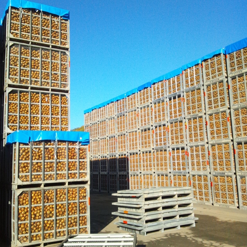 Harvested onions stacked up