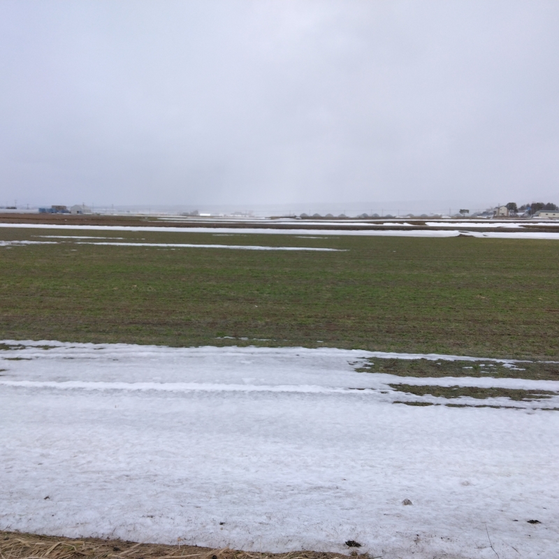 Winter wheat planted in October. Harvested in July.