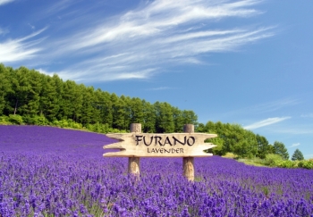 Furano Winery & Furano Wine House