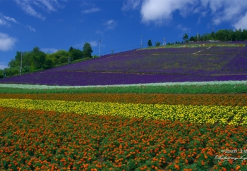 Choei Lavender Farm & Nakafurano Flower Park